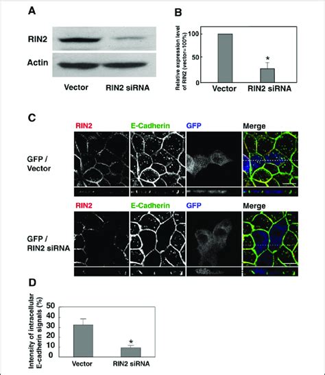 Involvement Of Rin In The Hgf Induced Endocytosis Of E Cadherin A