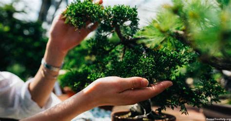 What Is The Meaning Of “bonsai” By Edith Tiempo Bonsai Tree Help