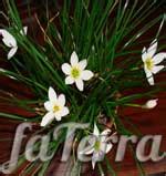 Зефирантес: уход в домашних условиях, выращиване | Фатера