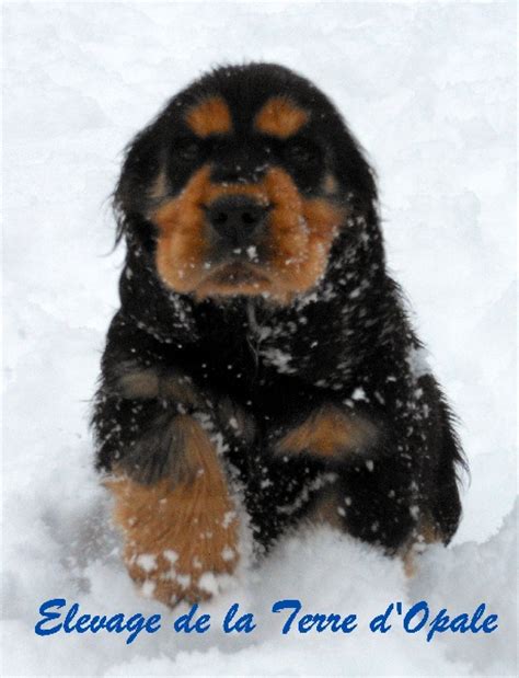 Elevage De La Terre D Opale Eleveur De Chiens Cocker Spaniel Anglais