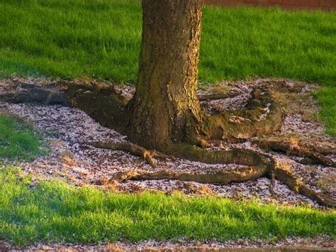 Do Cherry Trees Have Invasive Roots Thriving Yard