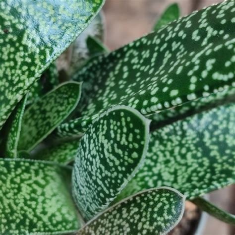 Gasteria carinata - Giromagi Cactus and Succulents