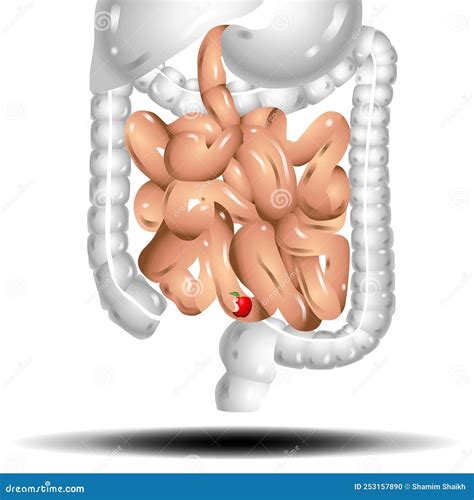 Intestines Realistic Flat Illustration Of Small And Large Intestine