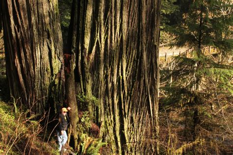 David Clona los árboles más antiguos del mundo y planta miles de ellos