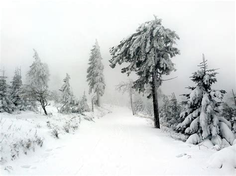 Bildet tre natur gren fjell snø svart og hvit tåke vei