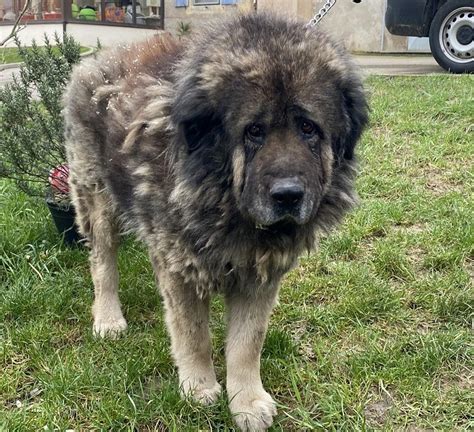 Adoption de Jack Indéfinie chien berger du caucase région Grand Est