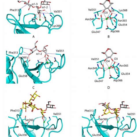 Models Of Man 9 Glcnac 2 Binding To Dc Sign Download Scientific Diagram