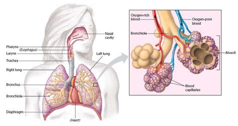 Chapter 6 Respiratory System Flashcards Quizlet