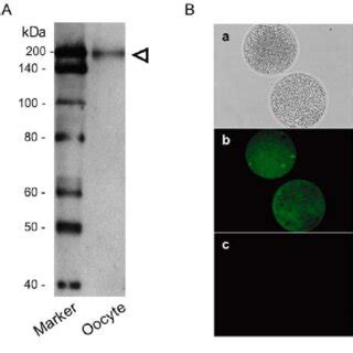 Western Blotting And Immunofluorescence Of Pgp In The Gv Oocyte A