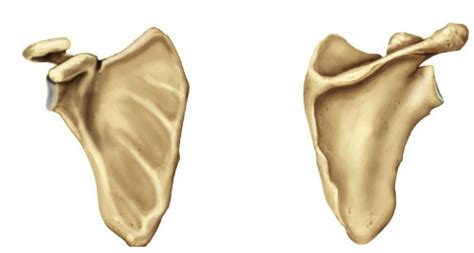 Scapula And Clavicle Labeled Diagram Quizlet