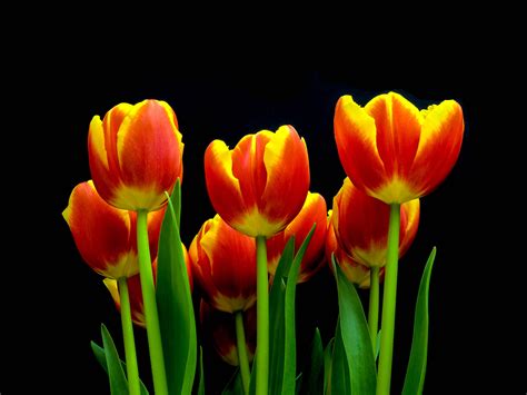 Yellow Tulips In Spring