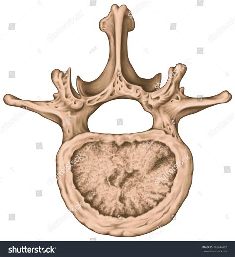 Lumbar Vertebra Diagram Quizlet