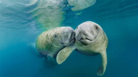 West Indian Manatees In Crystal River National Wildlife Refuge Florida