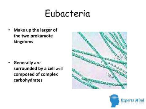 All Prokaryotes Are In The Monera Kingdom Ppt