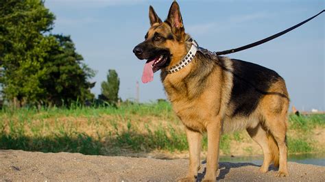 Fashion White Studded Leather Dog Collar On German Shepherd Youtube