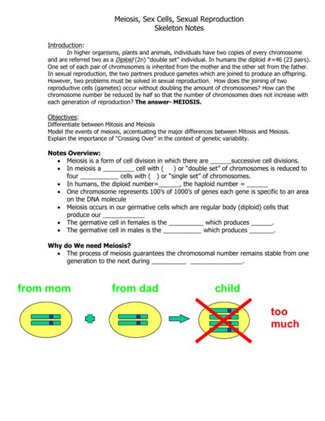 Meiosis Sex Cells Sexual Reproduction