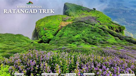 Ratangad Trek (flowers special) - Mumbai Hikers