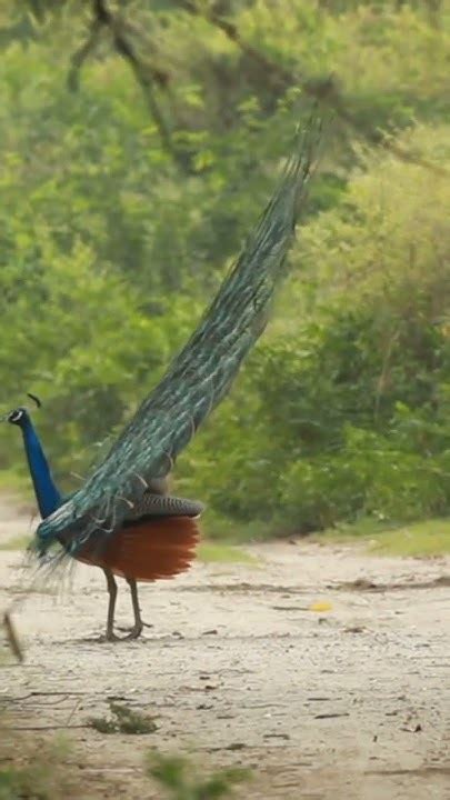 Beautiful Peacock Dancing You Tube Short Video Youtube