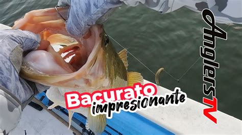 Bacurato Pescando Lobinas Enormes De Las Mejores Del Mundo Youtube