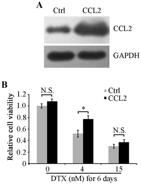 Ccl Influences The Sensitivity Of Lung Cancer A Cells To Docetaxel