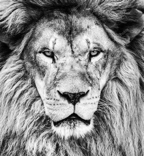 Retrato de león africano hermosa en blanco y negro Foto de stock