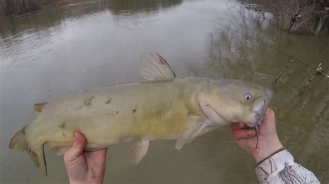 Bank Fishing For Channel Catfish On The Susquehanna River Using Cutbait