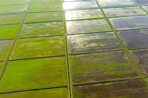 Os Campos De Arroz S O Inundados Gua Planta Es De Arroz