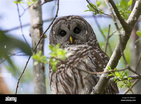 Barred Owl Strix Varia Close Up Perched In A Tree At Mcgregor Marsh Nanaimo Vancouver Island Bc