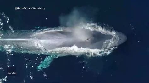 Blue Whale Dwarfs Boat in Drone Footage Shot Off San Diego Coast