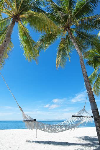 Hammock Under Palm Trees On The Tropical Beach Stock Photo Download