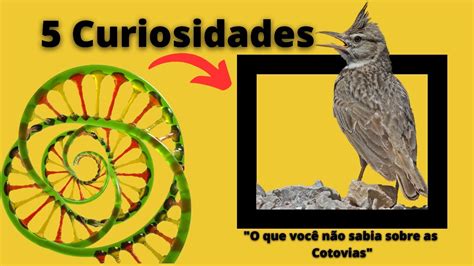 5 curiosidades interessantes sobre as Cotovias Você não pode perder