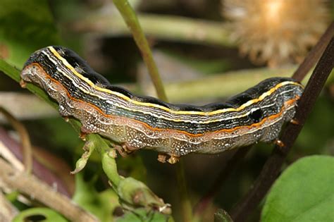 Yellow Striped Armyworm Spodoptera Ornithogalli Bugguide