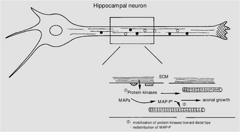 Schematic Representation Of A Hippocampal Neuron And The Effects Of