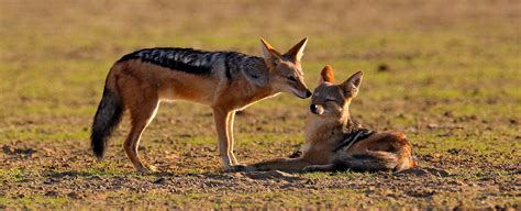 Jackal Symbolism, Dreams, and Messages - Spirit Animal Totems