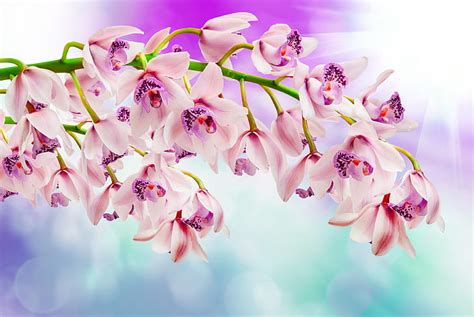 HD wallpaper: 4K, Orchids | Wallpaper Flare