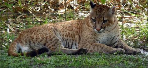 21 best Hybrid Felines images on Pinterest | Big cats, Canada lynx and Lynx