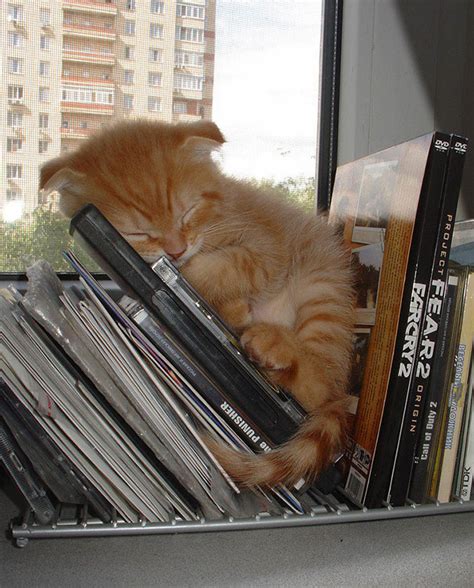 30 Hilarious Photos Of Cats That Can Sleep Wherever, Whenever, In ...