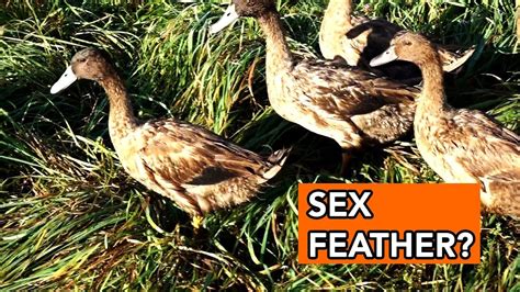 Duck Sex Feather Youtube