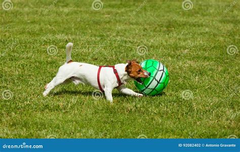 Jack Russell Terrier Hund Der Mit Ball Spielt Stockfoto Bild Von