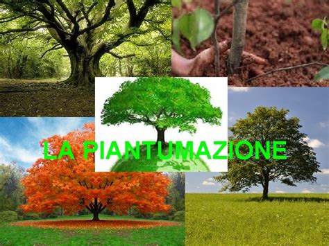 LA PIANTUMAZIONE Limportanza Degli Alberi Gli Alberi Sono