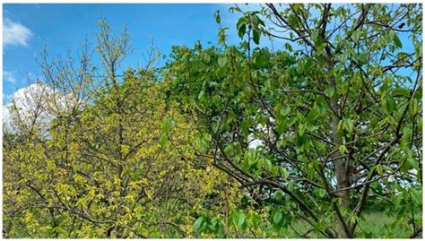 Pawpaw (Asimina triloba) Diseases - General Fruit Growing - Growing Fruit