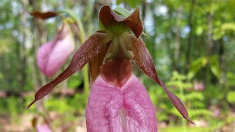 Appalachian Trail Wildflowers | Appalachian Trail Conservancy