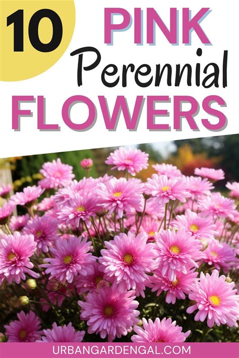 10 Pink Perennial Flowers Pink Perennials Flowers Perennials Perennials