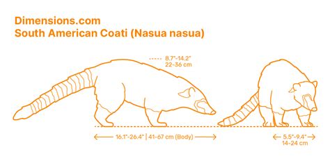 Common Raccoon (Procyon lotor) Dimensions & Drawings | Dimensions.com