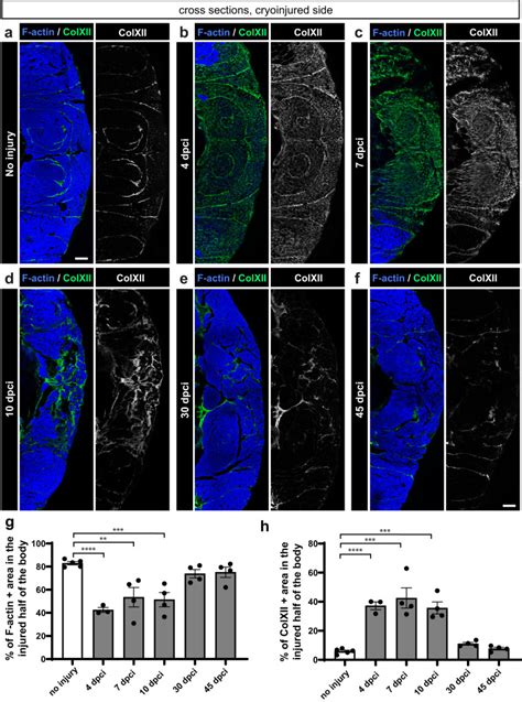 Skeletal Muscle Regeneration After Extensive Cryoinjury Of Caudal