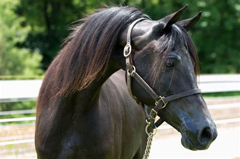 Las Mejores Razas De Caballos Ociocaballo