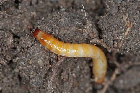 Larva arame Tudo o que você precisa saber para seu controle