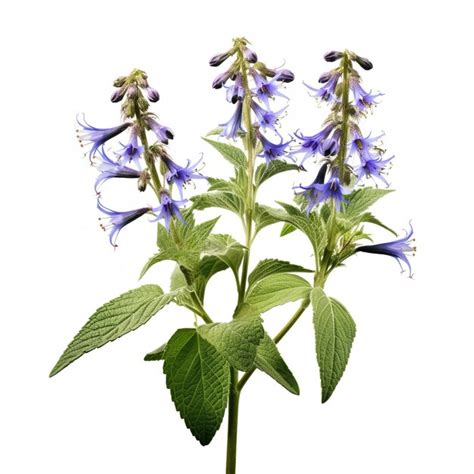 Premium Ai Image Borage Flower Isolated On White Background