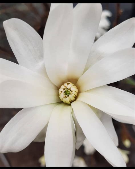 Magnolia stellata | Buy Well Established Magnolia | Proctors Nursery