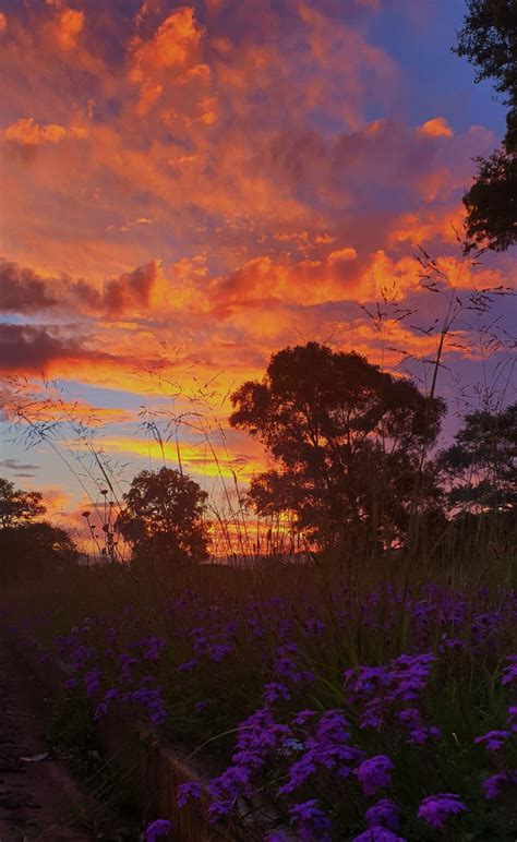 Purple Flowers at Sunset